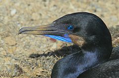 Brandt's Cormorant